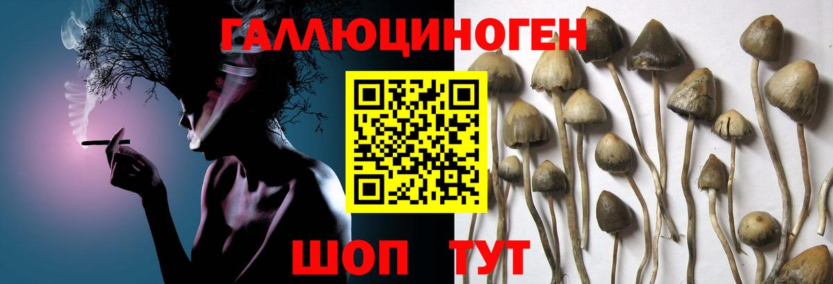 Псилоцибиновые грибы прущие грибы  купить   Батайск  Псилоцибиновые грибы прущие грибы  Вход с VPN 